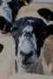 Nonton Clarkson’s Farm Season 5 Season 5 Episode 2 Sub Indo